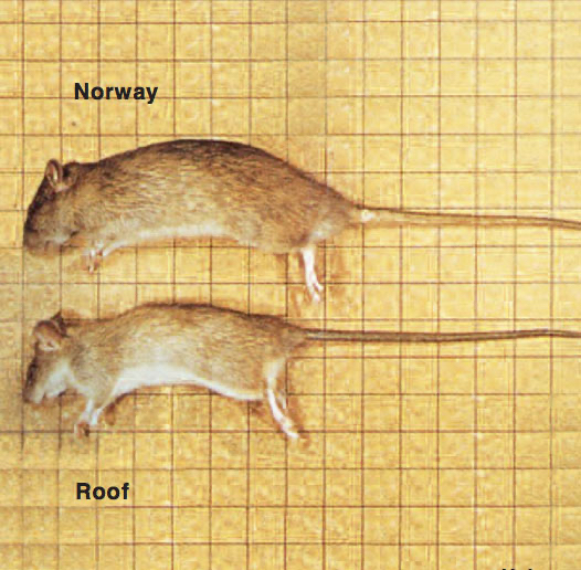 Roof Rats and Mice: Why Your Rodent Roof Traps Aren't Working - Yale Pest  Control